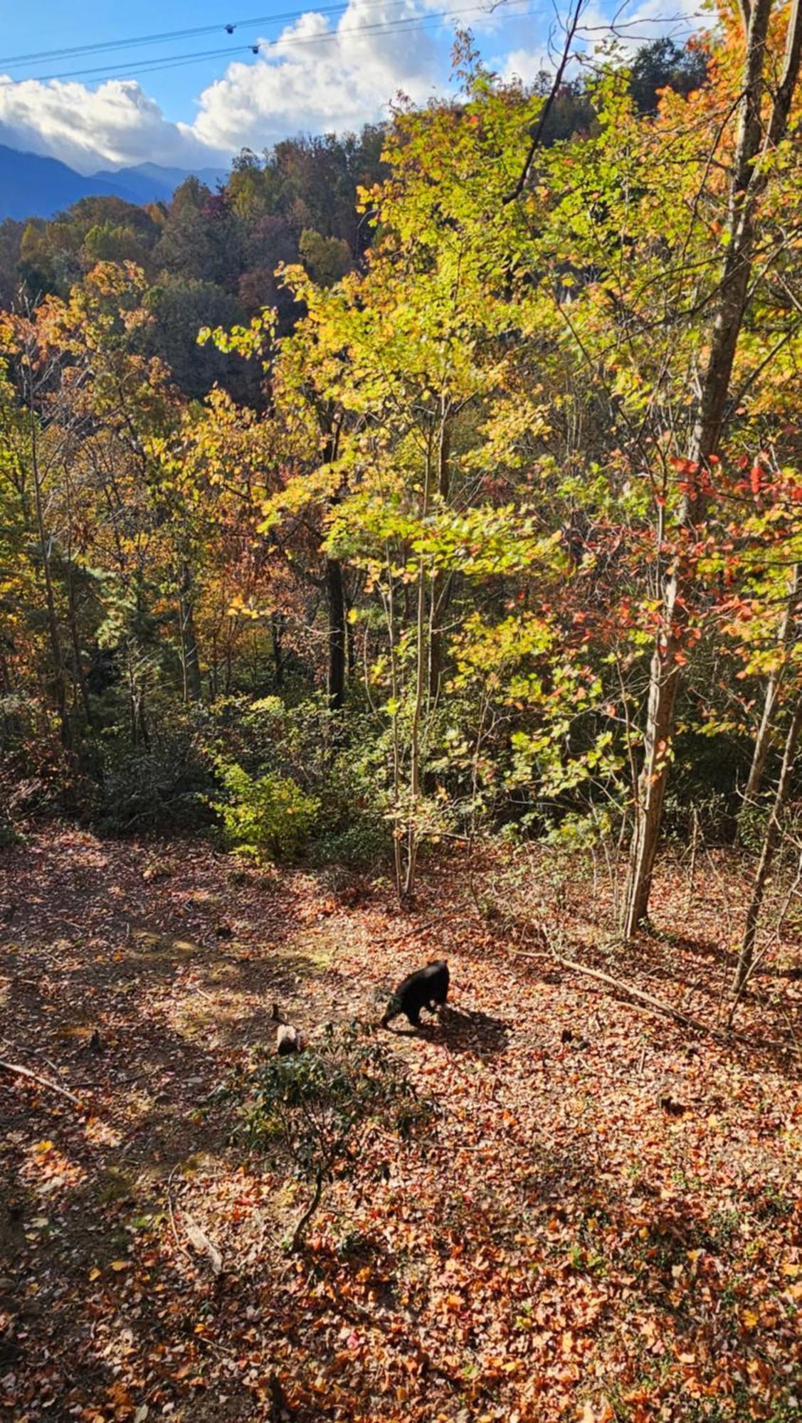 Southern Oak At Chalet Village - 5 Minutes From Gatlinburg And National Park 외부 사진